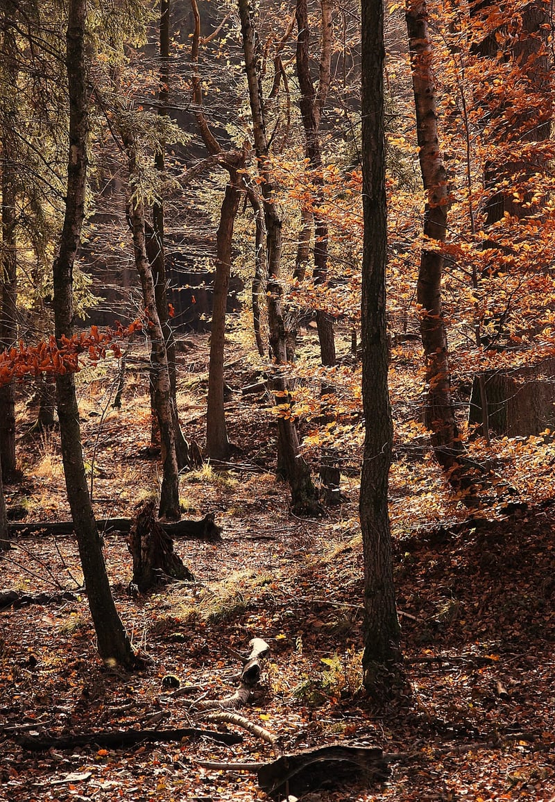 Secret Forests
